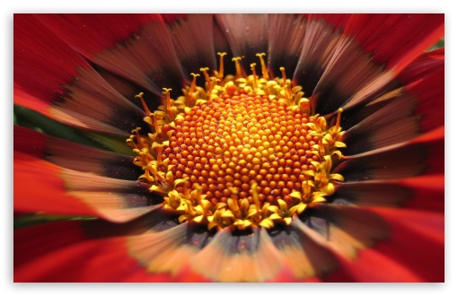 Red Flower Inside Macro UltraHD Wallpaper for HD 16:9 ; Widescreen 16:10 5:3 ; Fullscreen 4:3 5:4 3:2 ; Tablet 1:1 ;