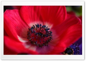 Red Flower Macro Ultra HD Wallpaper for 4K UHD Widescreen desktop, tablet & smartphone