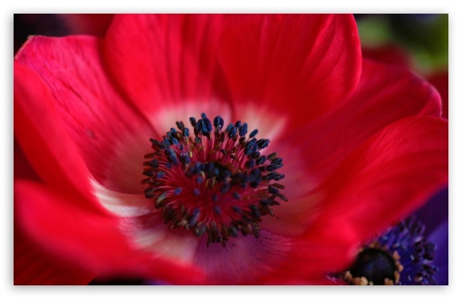 Red Flower Macro Ultra HD Desktop Background Wallpaper for 4K UHD TV ...