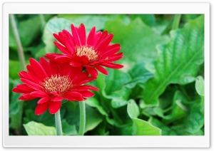Red Flower Petals Ultra HD Wallpaper for 4K UHD Widescreen desktop, tablet & smartphone