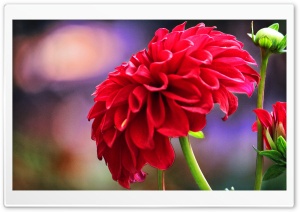 Red flower shot Ultra HD Wallpaper for 4K UHD Widescreen desktop, tablet & smartphone