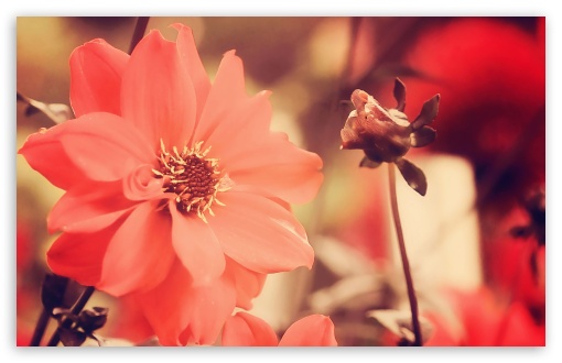 Red Flowers UltraHD Wallpaper for HD 16:9 ; Widescreen 16:10 5:3 ; Fullscreen 4:3 5:4 3:2 ; Mobile 3:4 ;