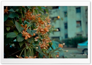 Red flowers Ultra HD Wallpaper for 4K UHD Widescreen desktop, tablet & smartphone