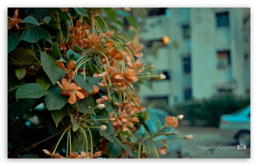 Red flowers UltraHD Wallpaper for UHD 16:9 ; HD 16:9 ; Widescreen 16:10 5:3 ;