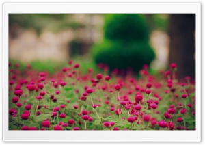 Red Flowers Field Ultra HD Wallpaper for 4K UHD Widescreen desktop, tablet & smartphone