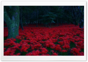 Red Flowers, Forest Ultra HD Wallpaper for 4K UHD Widescreen desktop, tablet & smartphone
