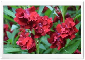 Red Flowers, Green Leaves Ultra HD Wallpaper for 4K UHD Widescreen desktop, tablet & smartphone