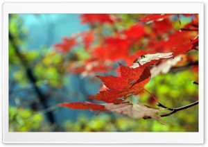 Red Foliage Autumn Ultra HD Wallpaper for 4K UHD Widescreen desktop, tablet & smartphone