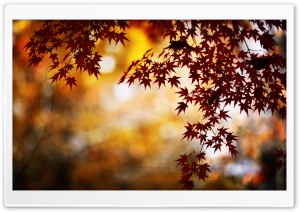 Red Foliage, Bokeh Ultra HD Wallpaper for 4K UHD Widescreen desktop, tablet & smartphone
