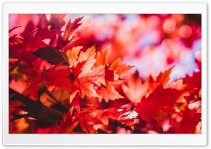 Red Foliage, Fall Ultra HD Wallpaper for 4K UHD Widescreen desktop, tablet & smartphone