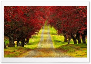 Red Foliage Trees Road Ultra HD Wallpaper for 4K UHD Widescreen desktop, tablet & smartphone