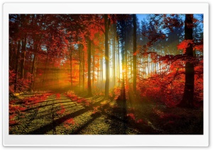 Red Forest Ultra HD Wallpaper for 4K UHD Widescreen desktop, tablet & smartphone