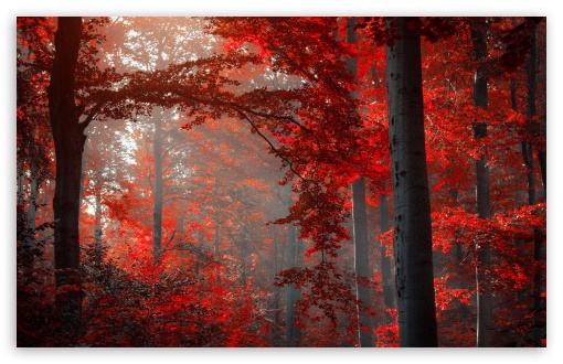 hd red forest wallpaper