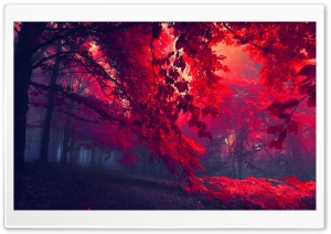 Red Forest Ultra HD Wallpaper for 4K UHD Widescreen desktop, tablet & smartphone