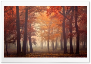 Red Forest Fall Ultra HD Wallpaper for 4K UHD Widescreen desktop, tablet & smartphone