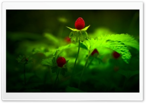 Red Forest Flowers Ultra HD Wallpaper for 4K UHD Widescreen desktop, tablet & smartphone