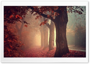 Red Forest Path Ultra HD Wallpaper for 4K UHD Widescreen desktop, tablet & smartphone