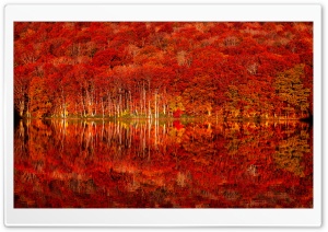 Red Forest Reflected in Red Lake Ultra HD Wallpaper for 4K UHD Widescreen Desktop, Lockscreen, Screensaver, TV, Tablet, Smartphone