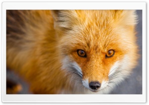 Red Fox Close-up Ultra HD Wallpaper for 4K UHD Widescreen desktop, tablet & smartphone