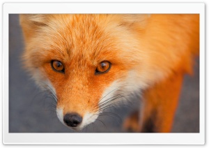 Red Fox Face Ultra HD Wallpaper for 4K UHD Widescreen desktop, tablet & smartphone