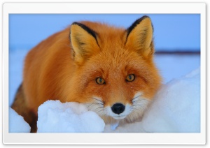 Red Fox lying in Snow Ultra HD Wallpaper for 4K UHD Widescreen desktop, tablet & smartphone