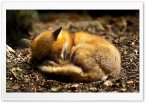 Red Fox Sleeping Ultra HD Wallpaper for 4K UHD Widescreen desktop, tablet & smartphone