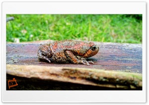Red Frog Ultra HD Wallpaper for 4K UHD Widescreen desktop, tablet & smartphone