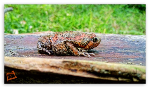 Red Frog UltraHD Wallpaper for UHD 16:9 ; HD 16:9 ;