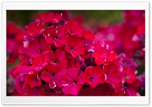 Red Garden Flowers Ultra HD Wallpaper for 4K UHD Widescreen desktop, tablet & smartphone