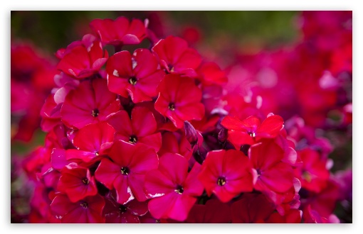 Red Garden Flowers UltraHD Wallpaper for 8K UHD TV 16:9 Ultra High Definition 2160p 1440p 1080p 900p 720p ; Widescreen 16:10 5:3 WHXGA WQXGA WUXGA WXGA WGA ; Fullscreen 4:3 5:4 3:2 UXGA XGA SVGA QSXGA SXGA DVGA HVGA HQVGA ( Apple PowerBook G4 iPhone 4 3G 3GS iPod Touch ) ; Tablet 1:1 ; Mobile 3:4 - ;