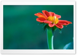 Red Gerbera 4K UHD Wallpaper for Widescreen and UltraWide Desktop, UltraHD TV, Smartphone, Tablet