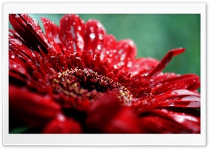 Red Gerbera Daisy Drops Ultra HD Wallpaper for 4K UHD Widescreen desktop, tablet & smartphone