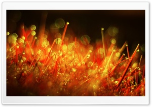 Red Grass Ultra HD Wallpaper for 4K UHD Widescreen desktop, tablet & smartphone