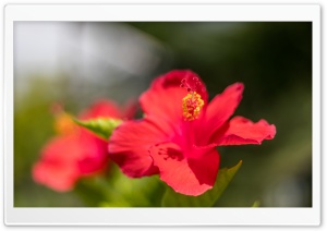 Red Hibiscus Flower Ultra HD Wallpaper for 4K UHD Widescreen desktop, tablet & smartphone