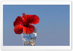 Red Hibiscus Flower in a Glass Ultra HD Wallpaper for 4K UHD Widescreen desktop, tablet & smartphone