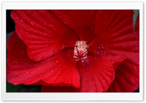 Red Hibiscus Flower Macro Ultra HD Wallpaper for 4K UHD Widescreen desktop, tablet & smartphone