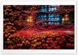 Red Ivy, Lights, House, Window, Autumn Ultra HD Wallpaper for 4K UHD Widescreen desktop, tablet & smartphone