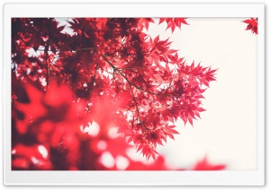 Red Japanese Maple Ultra HD Wallpaper for 4K UHD Widescreen desktop, tablet & smartphone
