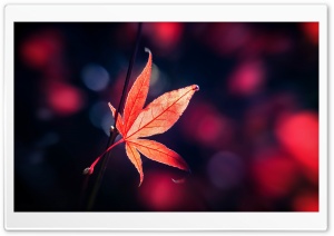 Red Japanese Maple Leaf Fall Ultra HD Wallpaper for 4K UHD Widescreen desktop, tablet & smartphone