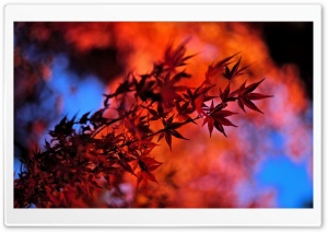 Red Japanese Maple Leaves Ultra HD Wallpaper for 4K UHD Widescreen desktop, tablet & smartphone
