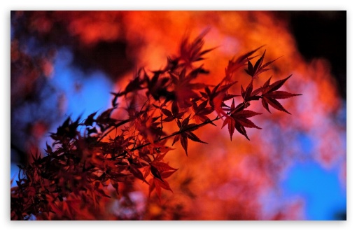 Red Japanese Maple Leaves UltraHD Wallpaper for HD 16:9 ; Widescreen 16:10 5:3 ; Fullscreen 4:3 5:4 3:2 ; Tablet 1:1 ; Mobile 3:5 3:4 ;