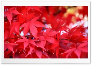 Red Japanese Maple Leaves 4K UHD Wallpaper for Widescreen and UltraWide Desktop, UltraHD TV, Smartphone, Tablet