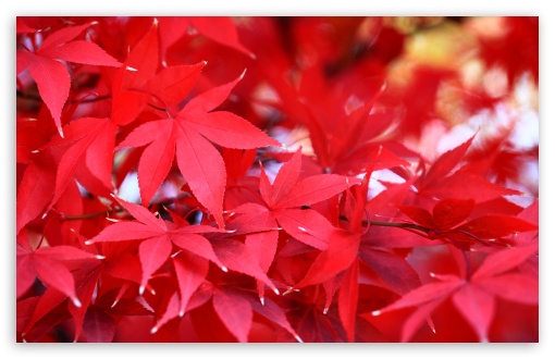 Red Japanese Maple Leaves UltraHD Wallpaper for UHD 16:9 ; HD 16:9 ; UltraWide 21:9 24:10 32:9 32:10 ; Widescreen 16:10 5:3 ; Fullscreen 4:3 5:4 3:2 ; Tablet 1:1 ; Mobile 9:16 9:19.5 9:20 9:21 9:22 10:16 2:3 3:5 3:4 ; Dual 16:10 5:3 16:9 4:3 5:4 3:2 ;