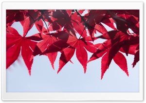 Red Japanese Maple Leaves, Fall Ultra HD Wallpaper for 4K UHD Widescreen desktop, tablet & smartphone