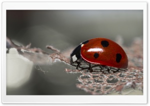 Red Ladybug Macro Ultra HD Wallpaper for 4K UHD Widescreen desktop, tablet & smartphone