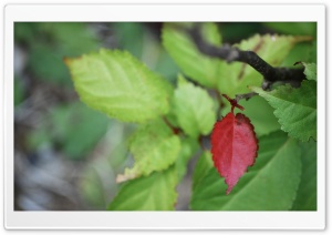 Red Leaf Among Green Ultra HD Wallpaper for 4K UHD Widescreen desktop, tablet & smartphone