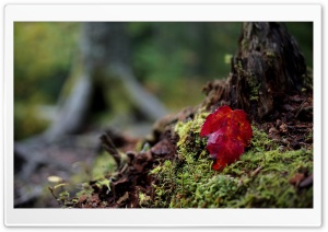 Red Leaf, Autumn Ultra HD Wallpaper for 4K UHD Widescreen desktop, tablet & smartphone