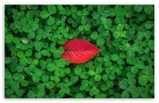 Red Leaf, Clover UltraHD Wallpaper for UHD 16:9 ; HD 16:9 ; UltraWide 21:9 24:10 ; Widescreen 16:10 5:3 ; Fullscreen 4:3 5:4 3:2 ; Tablet 1:1 ; Mobile 9:16 2:3 3:5 3:4 ;