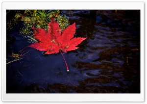 Red Leaf Floating in Water Ultra HD Wallpaper for 4K UHD Widescreen desktop, tablet & smartphone