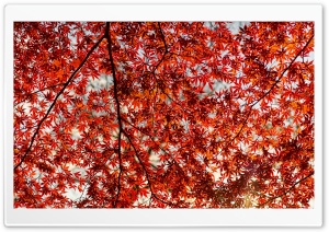 Red Leaf Japanese Maple Tree 4K UHD Wallpaper for Widescreen and UltraWide Desktop, UltraHD TV, Smartphone, Tablet